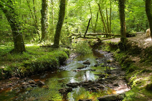 Brocéliande